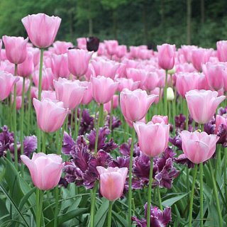 Тюльпан Synaeda Amor 3 шт триумф, De Ree