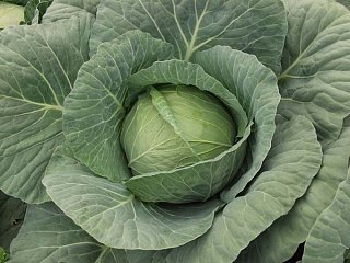 Капуста Гермес F1 2500 семян белокочанная ультраранняя, Seminis