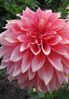 Георгина Otto's Thrill  декоративная крупная (10155), De Ree