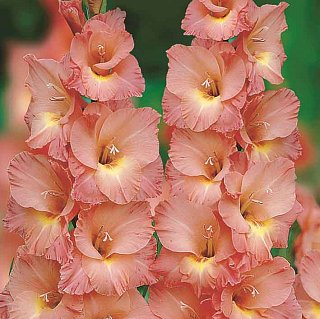 Гладиолус Praha 3 шт крупноцветковый, De Ree