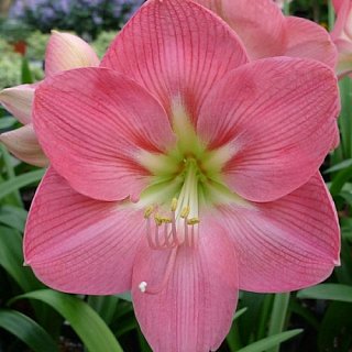 Гипеаструм Susan(10640)