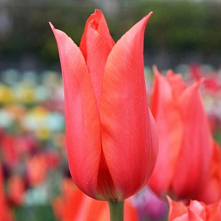 Тюльпан гигантский Temples Favourite