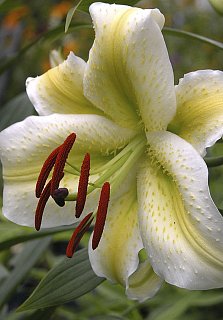 Лилия Aubade ориентальная (10161), De Ree