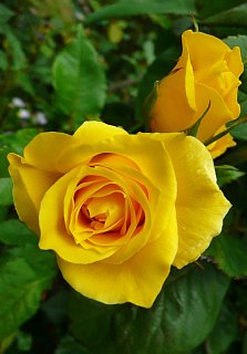 Троянда Жовта лялька бордюрна