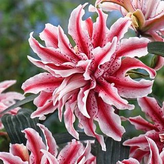 Лилия Magic Star ориентальная махровая (10815), De Ree