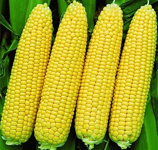 Кукуруза Сириус F1 1000 семян ранняя сахарная, Agri Saaten