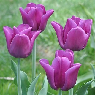 Тюльпан Passionale 3 шт триумф, De Ree 