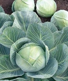 Капуста Арривист F1 2500 семян белокочанная поздняя, Seminis