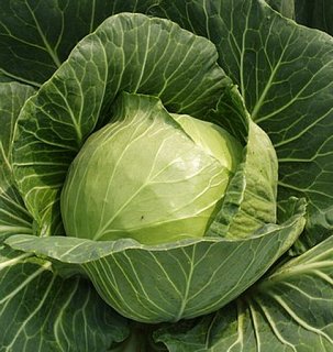 Капуста Чемп F1 2500 семян белокочанная ультраранняя, Seminis