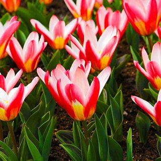 Тюльпан Hearts Delight 3 шт кауфмана,De Ree