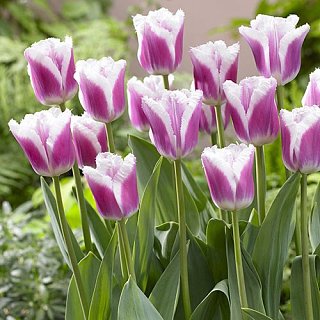 Тюльпан Siesta 3 шт бахромчатый, De Ree