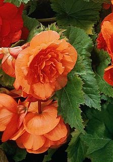 Бегония каскадная Double Orange (10142), De Ree