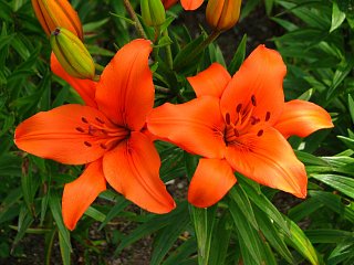 Лилия Apeldoorn азиатская (10157), De Ree