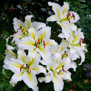 Лилия Pretty woman гигант высокорослая (10826), De Ree