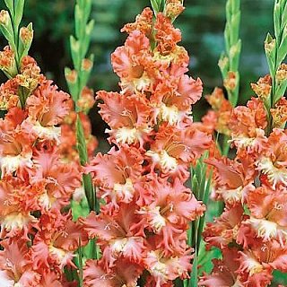 Гладиолус Frizzled Coral Lace 3 шт гофрированный, De Ree