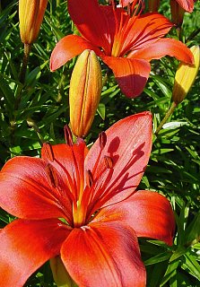 Лилия Gran Paradiso азиатская (10160), De Ree