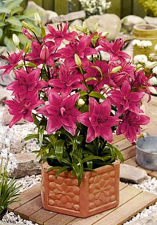 Лилия Miss America горшечная (10294), De Ree