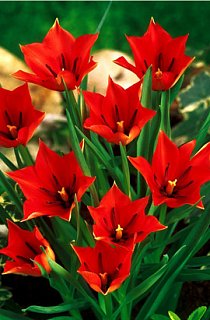 Тюльпан Liniifolia 3 шт ботанический, De Ree (10614)