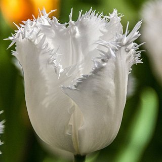 Тюльпан Honeymoon 3 шт бахромчатый, De Ree