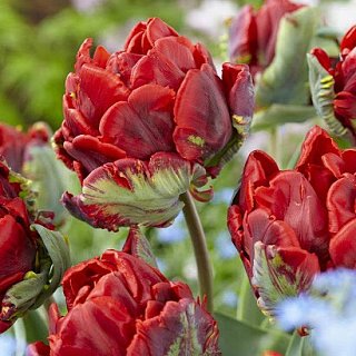 Тюльпан Rococo Double 3 шт попугаевидный, De Ree