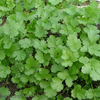 Кінза бурштин 150 г, Agri Saaten