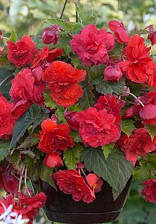 Бегония каскадная Double Red (10141), De Ree