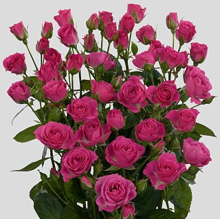 Роза Лавлі Лідія троянда спрей