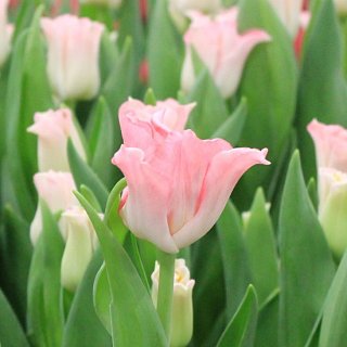 Тюльпан волнистый Crown of Dynasty