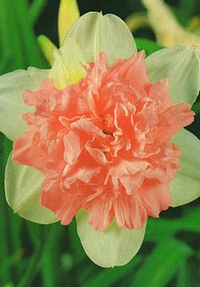 Нарцис Rosy Cloud махровий (10631)