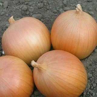 Цибуля Варес F1 250000 насіння ріпчаста рання, Seminis