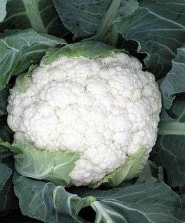 Капуста Фридом F1 2500 семян цветная среднеранняя, Seminis