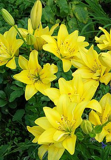 Лилия Fata Morgana азиатская махровая (10166), De Ree