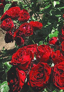 Троянда Ред Сенсейшн бордюрна