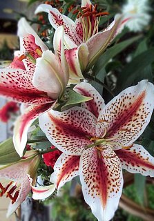 Лилия Hot Lips ориентальная (10162), De Ree