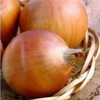 Цибуля Маркет F1 250000 насіння ріпчастий середньостиглий, Seminis