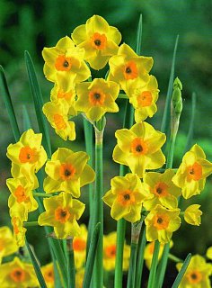 Нарцисс мультицветковый Grand Soleir (10631)