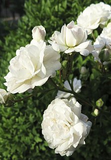 Троянда Грін Айс бордюрна