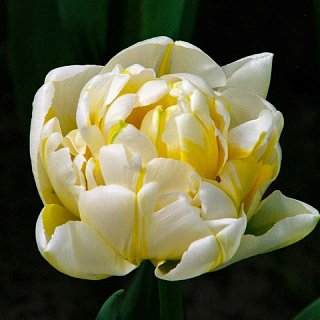 Тюльпан махровый Flaming Evita