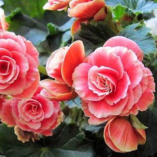 Бегония каскадная Double Scarlet (10145), De Ree