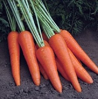 Морковь Абликсо F1 200000 семян среднеранняя, Seminis