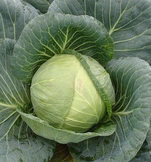 Капуста Фундакси F1 2500 семян белокочанная поздняя, Seminis