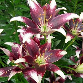 Лилия  Landini азиатская  (10820), De Ree