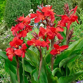 Канна Firebird (10831), De Ree