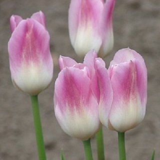 Тюльпан триумф Showbizz (10612)