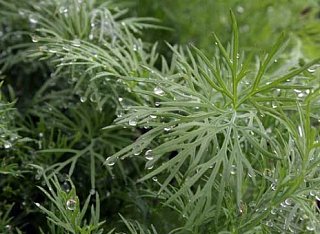 Кріп Грибовський ваговий ранній