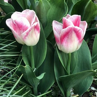 Тюльпан триумф Pleasure