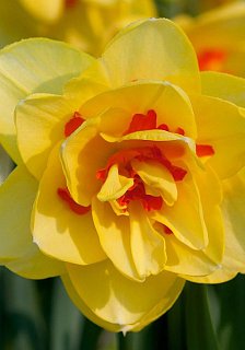 Нарцис Tahitii 2 шт. махровий De Ree(10632)