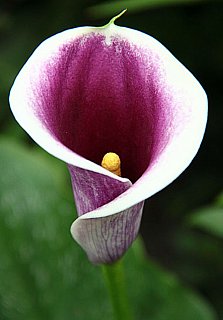 Калла Picasso великоквіткова (10146), De Ree