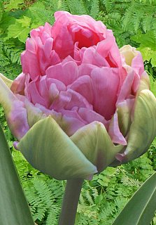 Тюльпан махровый Aveyron (10606)