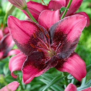 Лилия  Purple Eye азиатская  (10820), De Ree